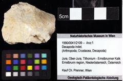 Foto (Objket + Etiketten) von Decapoda indet. 